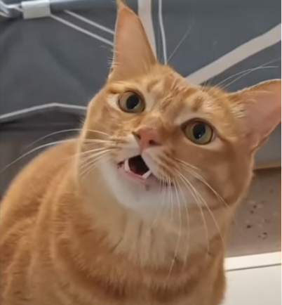 Cat And Owner Singing Duo Is Purrrfect