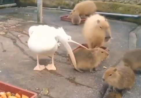 Pelican Attempts To Eat Capybara