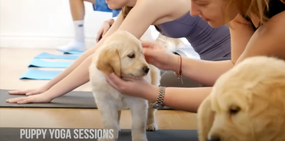 Puppy Yoga: Where Cuteness Meets Controversy
