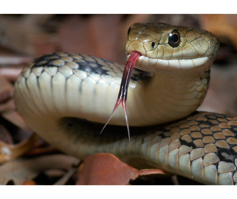 Man Charged After 26 Snakes Found In His Car