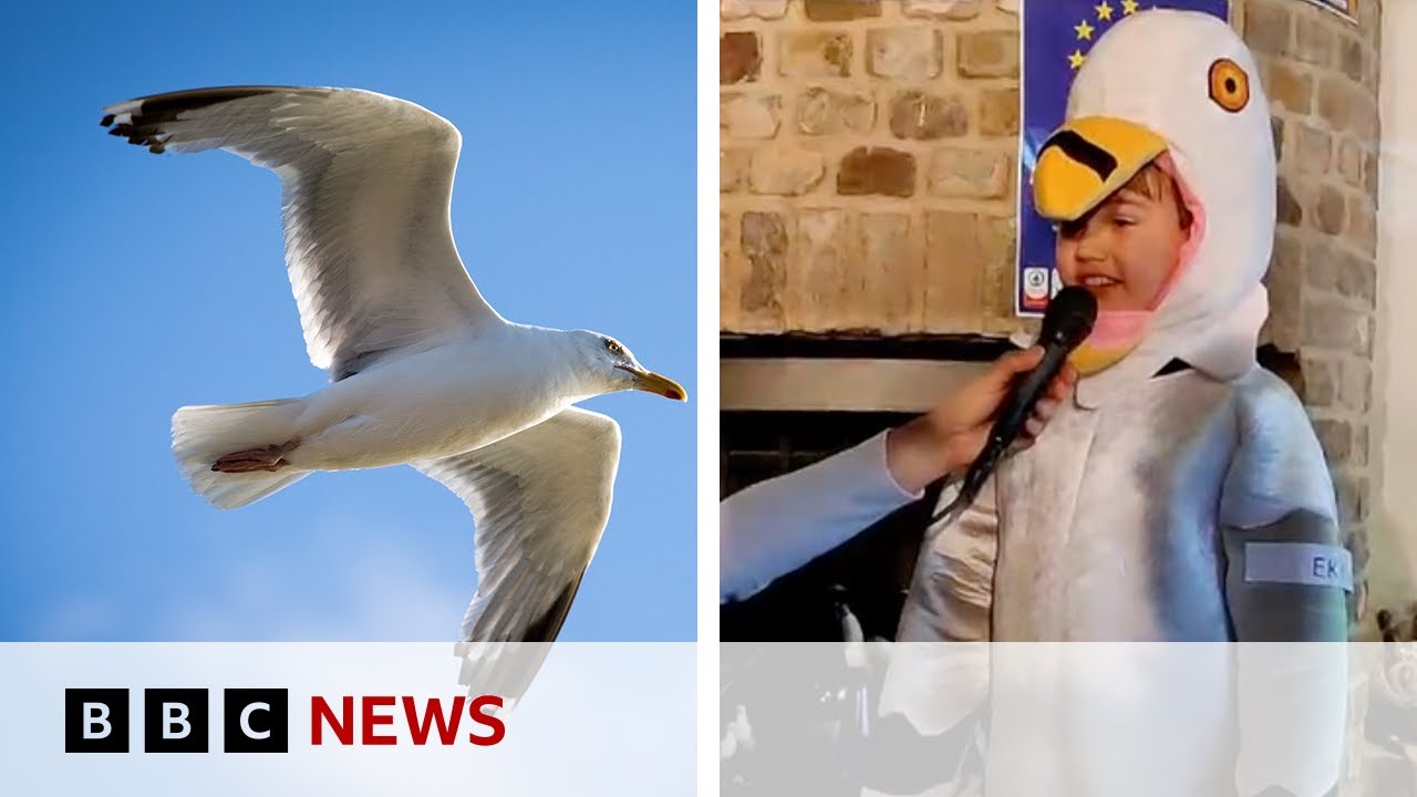 Seagull Shenanigans - Screeching Madness At The Euro Champs
