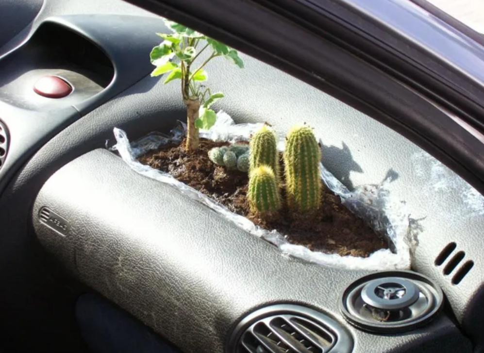 Cardening pic. cacti grown in cars dash
