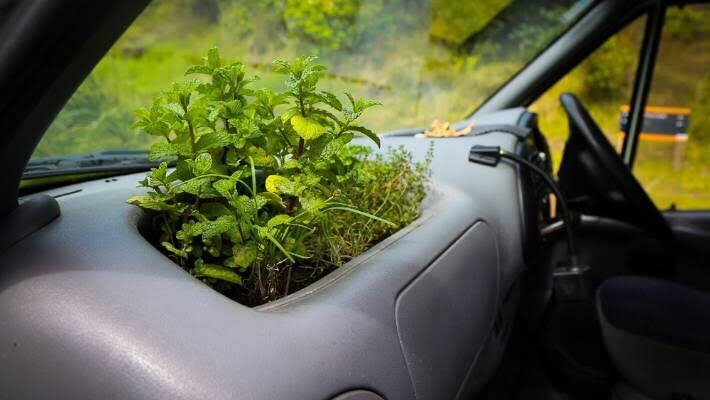 cardening - plants grown in car dashboard