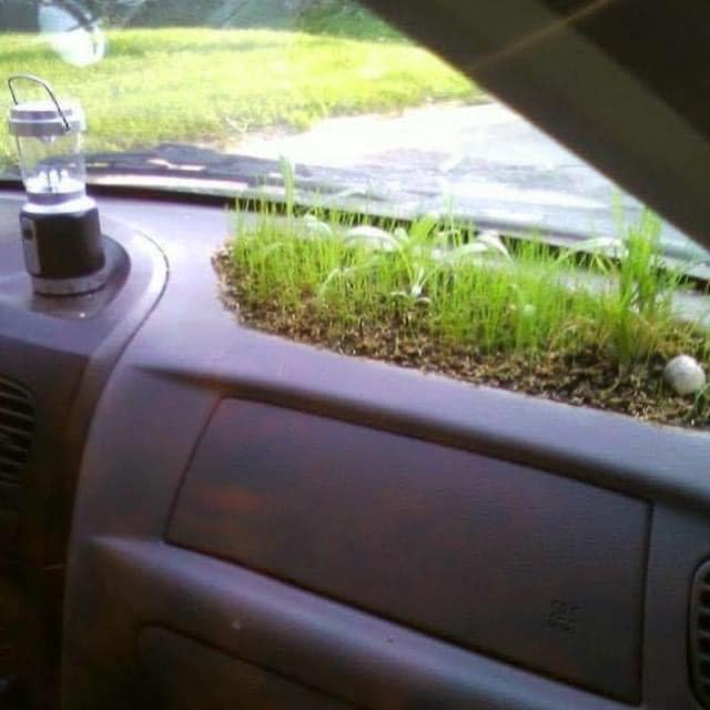 cardening - grass grown in car dashboard