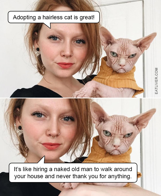 Naked Old Man Meme: Adopting a Hairless Cat