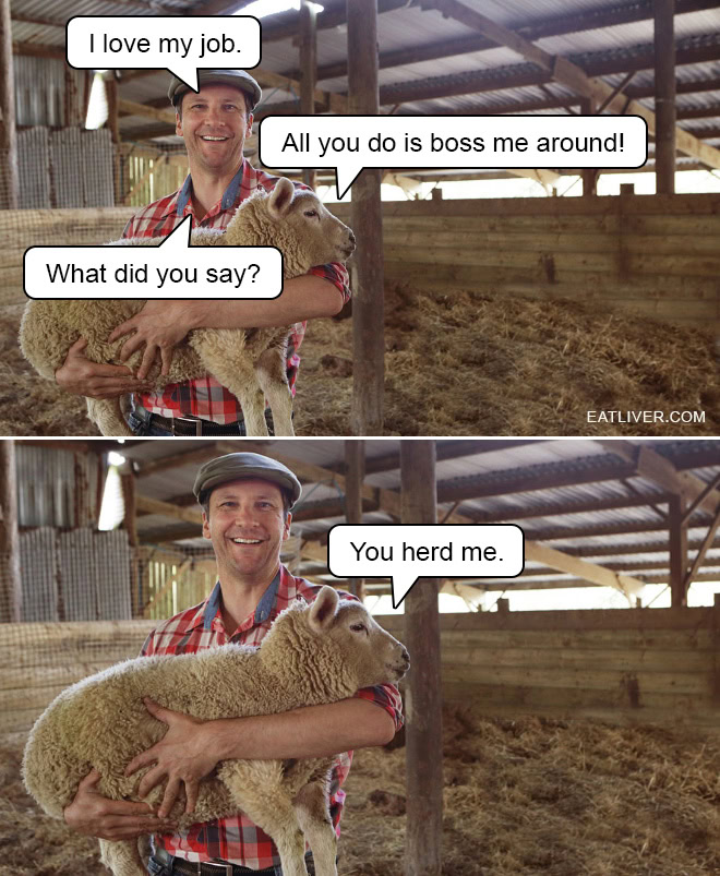 Sheep Pun: All You Do Is Boss Me Around