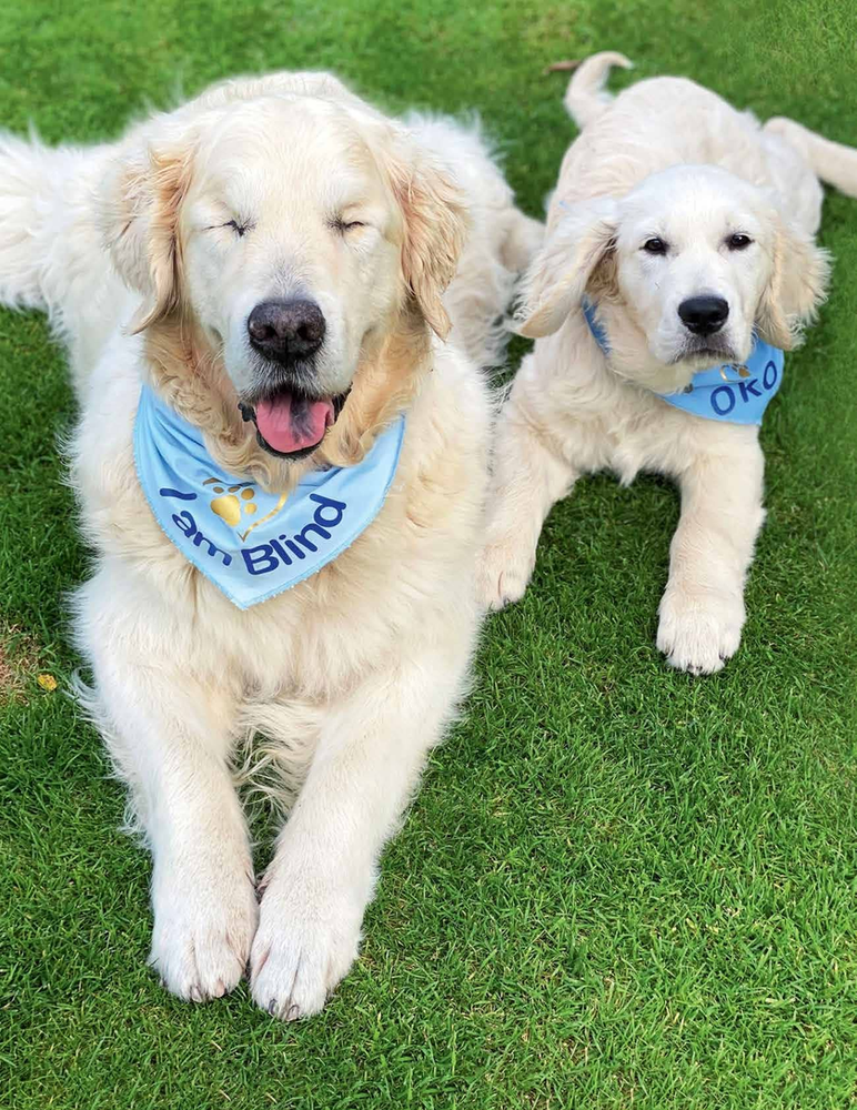 Blind Dog Gets A Guide Dog