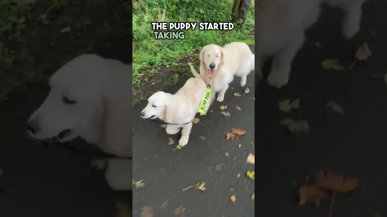 Blind Dog Gets A Guide Dog