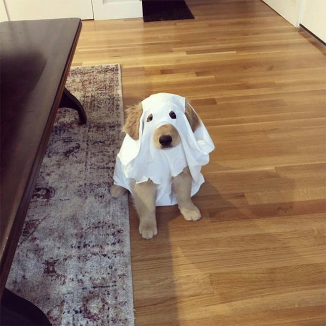 Scary dog ghost Halloween costume.