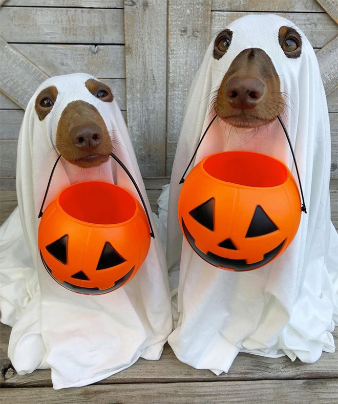 Scary dog ghost Halloween costume.