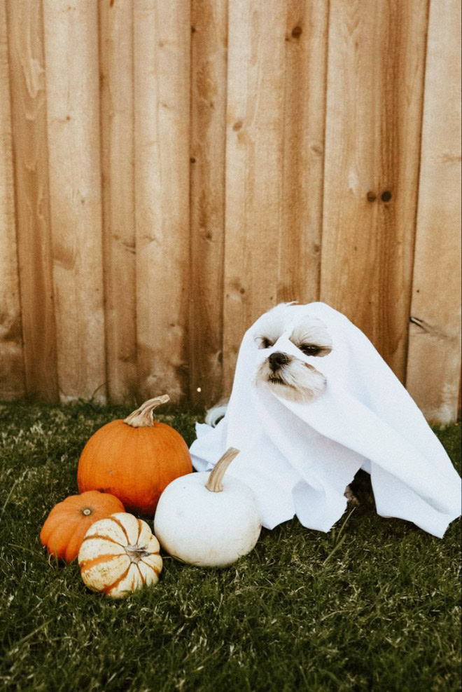 Scary dog ghost Halloween costume.