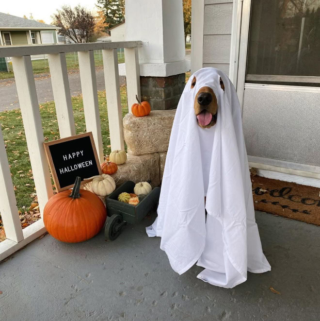 Scary dog ghost Halloween costume.