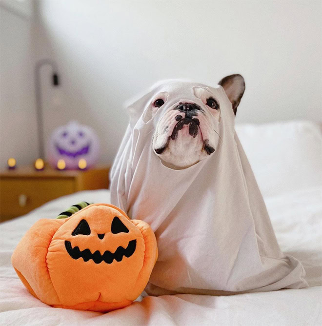 Scary dog ghost Halloween costume.