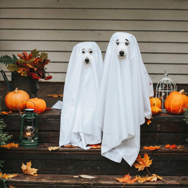 Scary dog ghost Halloween costume.