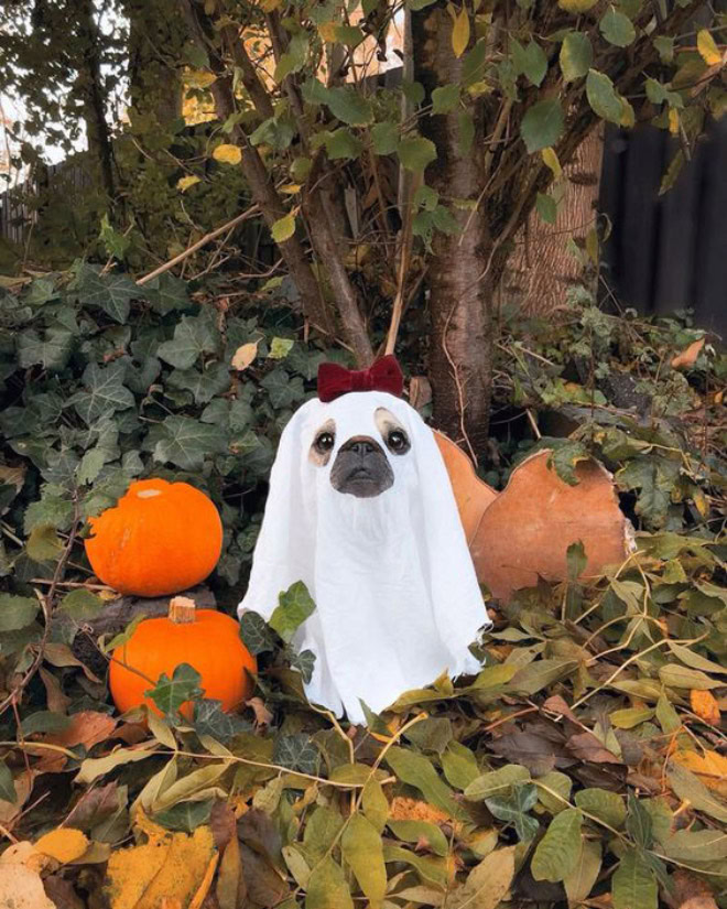 Scary dog ghost Halloween costume.