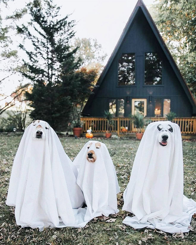 Scary dog ghost Halloween costume.