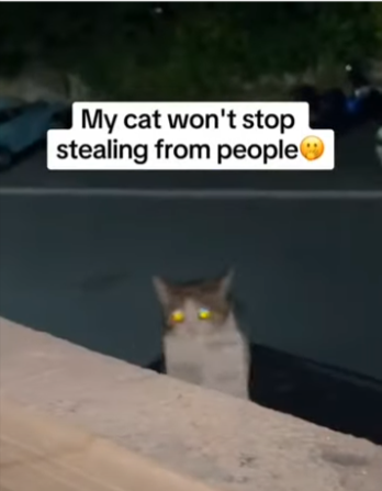 Kleptomaniac Cat Can't Stop Stealing Things!