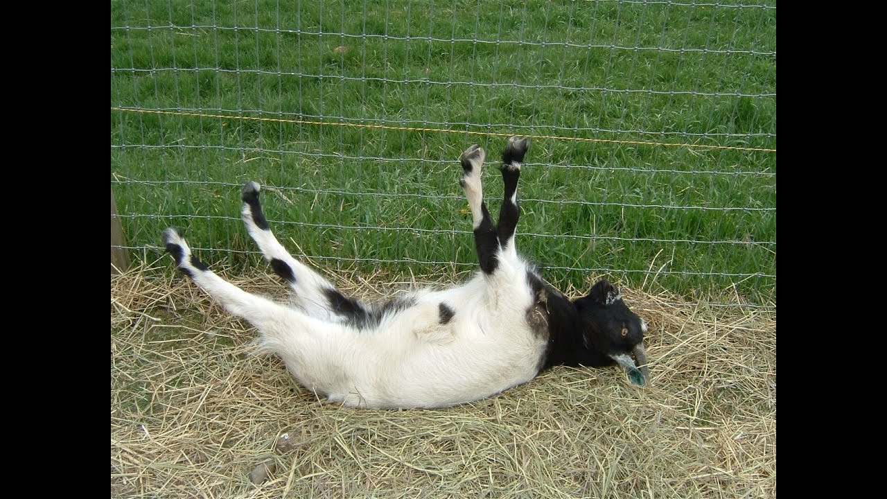 Fainting Goats: The Curious Case of Goats Who Take 'Freeze' Literally