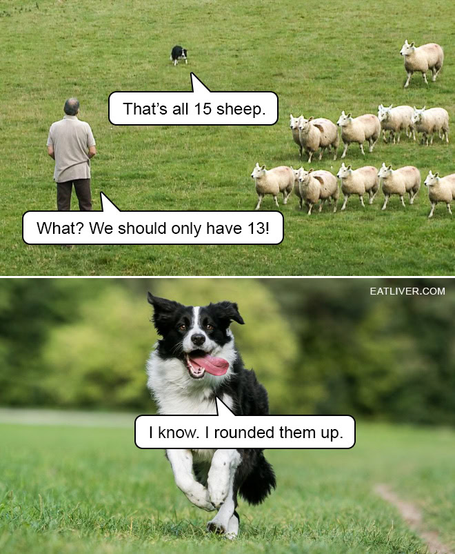 Sheep Dog Meme: Even Dogs Like Dad Jokes