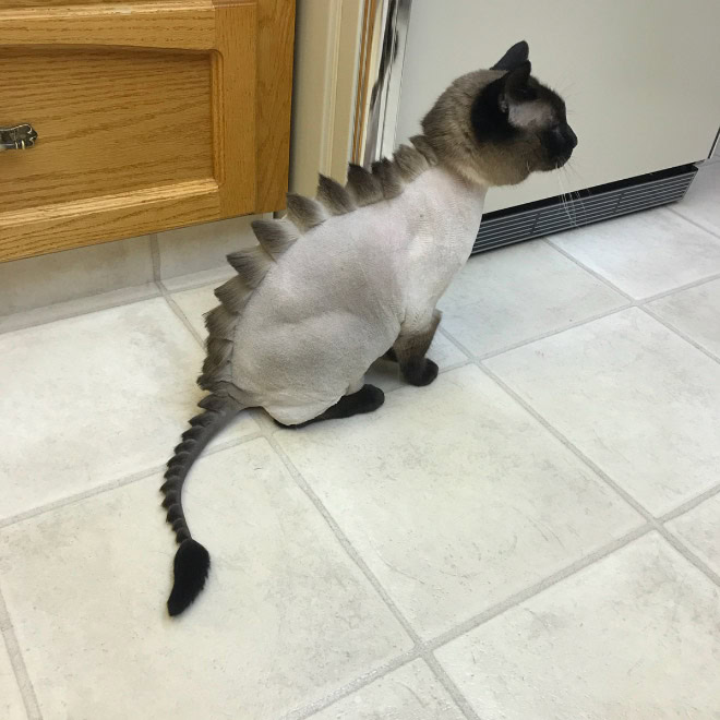 Dinosaur cat grooming.