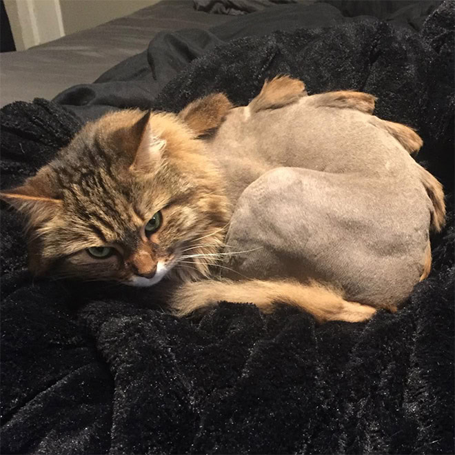 Dinosaur cat grooming.