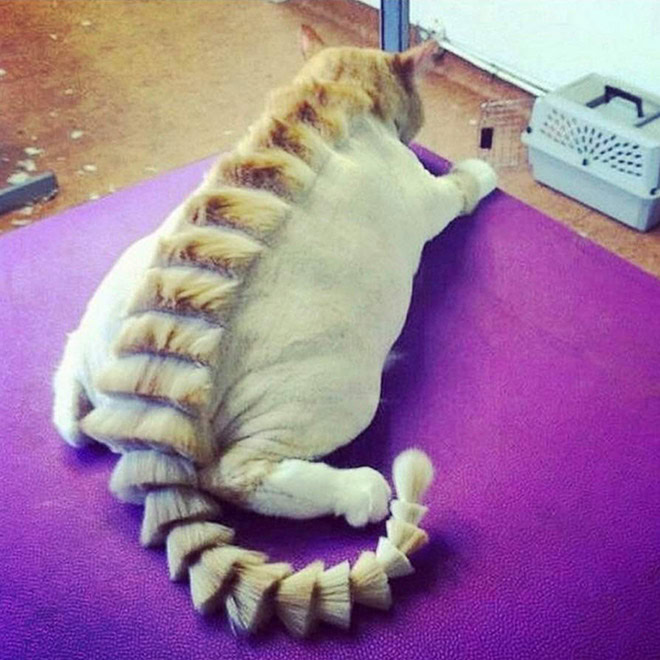 Weird And Dumb Trend: Dinocut Dinosaur Cat Haircuts