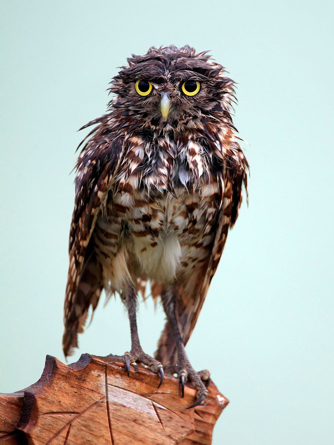 Wet owls are hilariously grumpy.