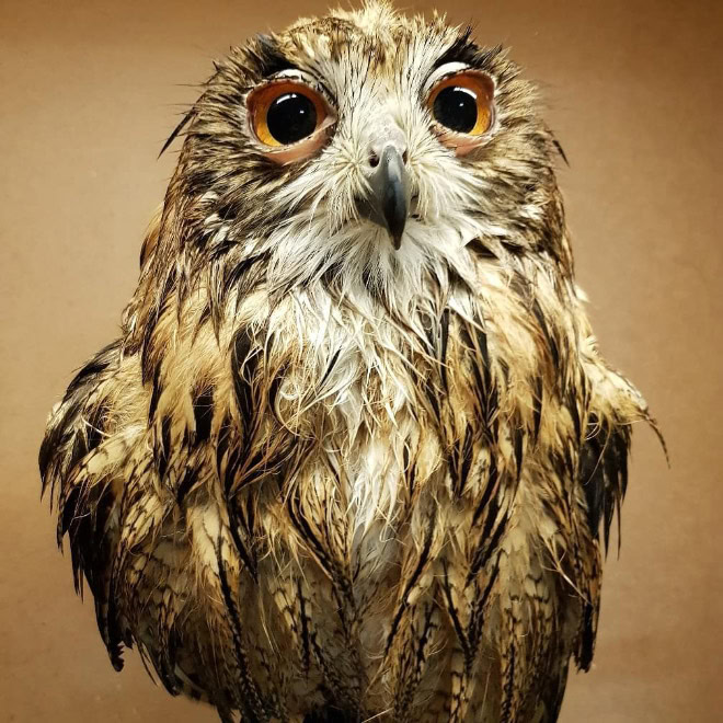 Wet owls are hilariously grumpy.