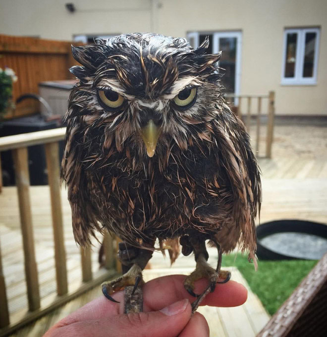 Wet owls are hilariously grumpy.