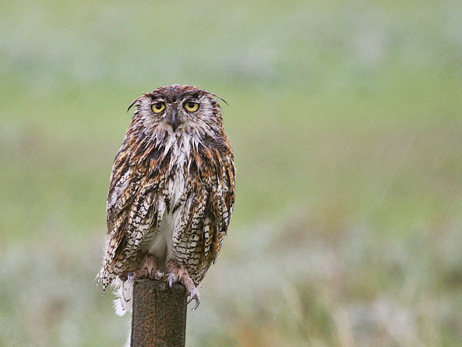 Wet owls are hilariously grumpy.