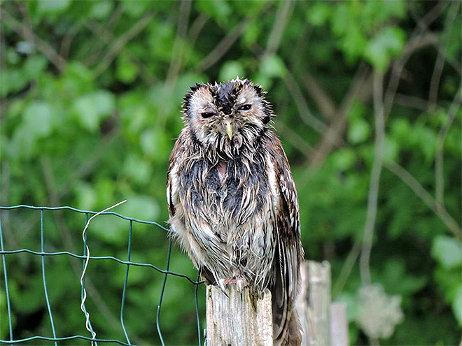 Wet owls are hilariously grumpy.