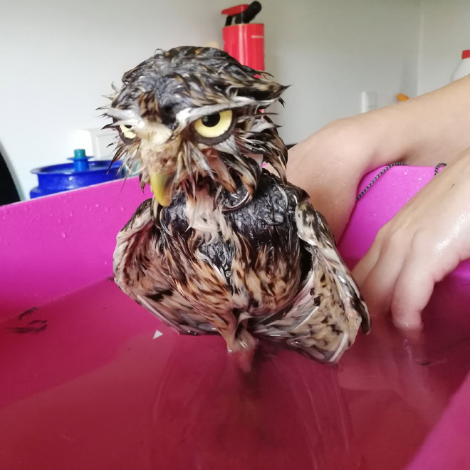 Wet owls are hilariously grumpy.