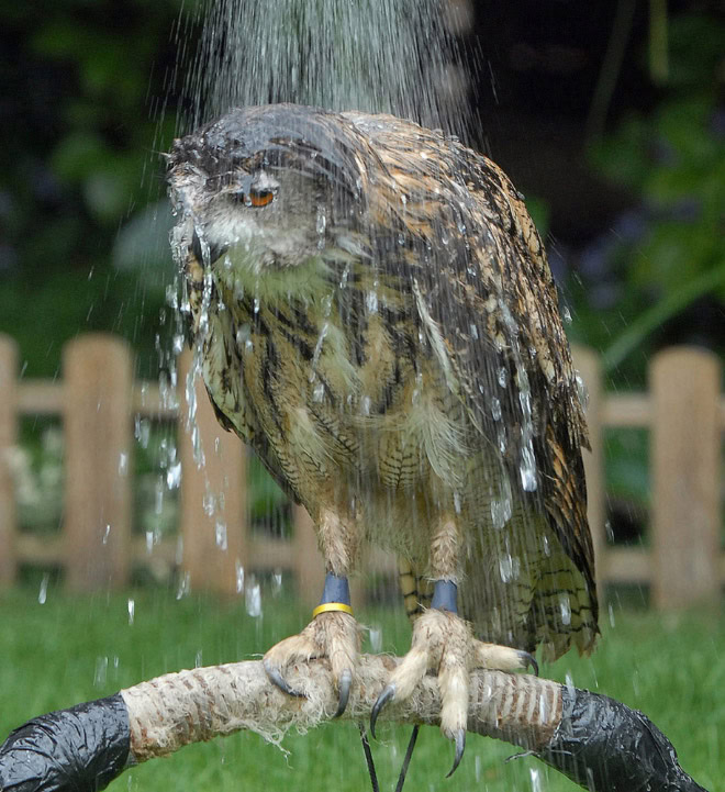 Wet owls are hilariously grumpy.