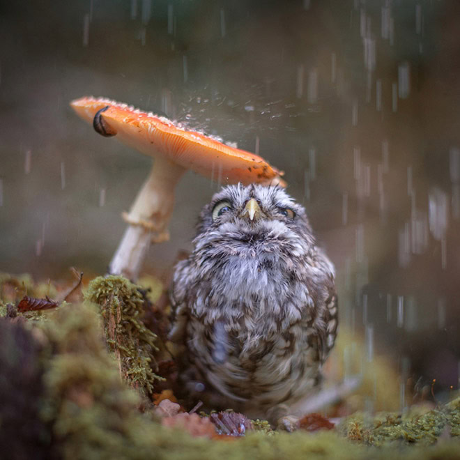 Wet owls are hilariously grumpy.