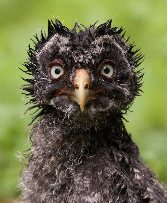 World’s Greatest Gallery of Really Wet Owls