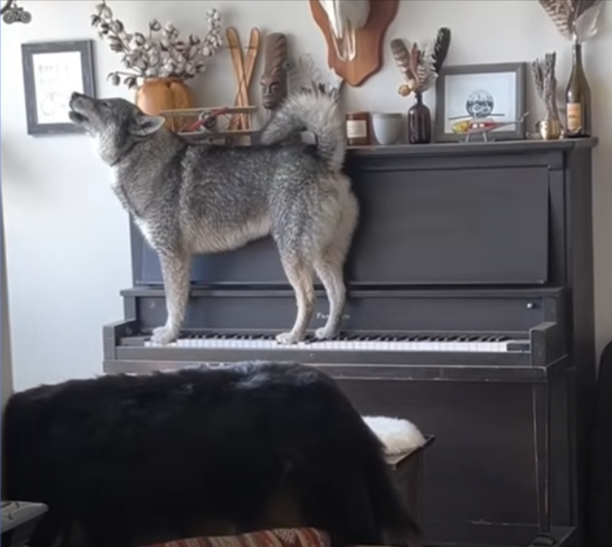 Meet Helix: The Husky Who Plays the Piano and Sings!