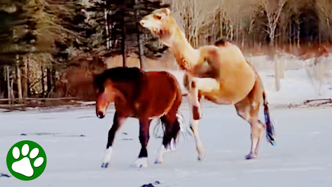 Camel Acts Like A Horse And Wins Everyone Over